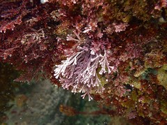 Amphiroa anceps