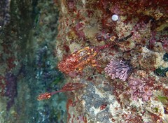 Pyura gibbosa