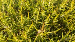Genista tournefortii