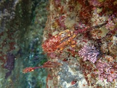 Pyura gibbosa