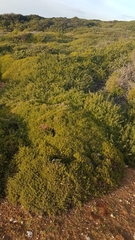 Genista tournefortii