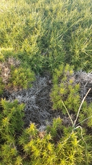 Genista tournefortii