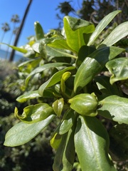 Myoporum laetum