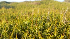 Genista tournefortii