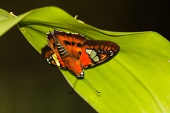 Myscelus santhilarius