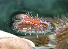 Anemonia mutabilis
