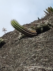 Coleocephalocereus fluminensis