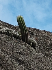 Coleocephalocereus fluminensis