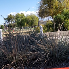 Hesperaloe parviflora