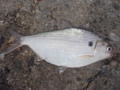 Western Pacific Gizzard Shad photo 3