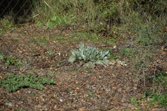 Cynoglossum cheirifolium