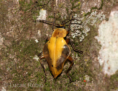Chauliognathus expansus
