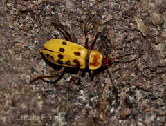 Chauliognathus octomaculatus