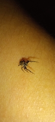 Salticidae
