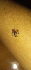 Salticidae