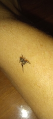 Salticidae