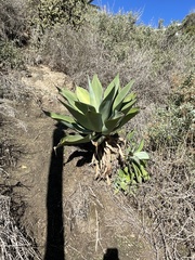 Agave attenuata