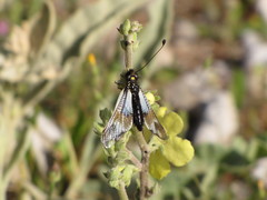Libelloides lacteus