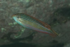 Suezichthys arquatus