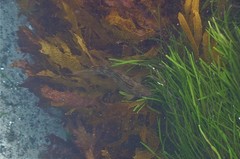 Aplodactylus lophodon