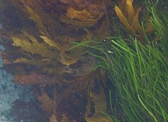 Aplodactylus lophodon