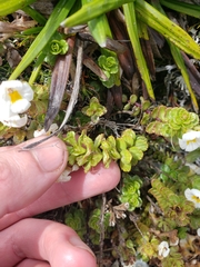 Euphrasia monroi