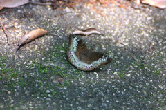 Euthalia monina monina