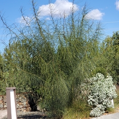 Salix × sepulcralis