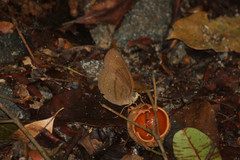 Faunis canens arcesilas