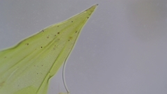 Sciuro-hypnum populeum