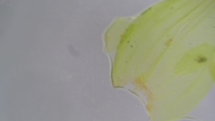 Sciuro-hypnum populeum