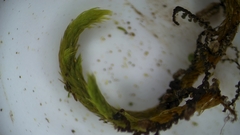 Sciuro-hypnum populeum