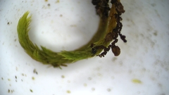 Sciuro-hypnum populeum