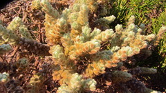Thymelaea velutina