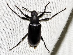 Stenochiini