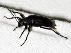 Stenochiini