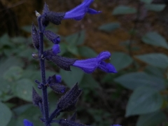 Salvia concolor