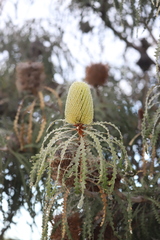Banksia speciosa