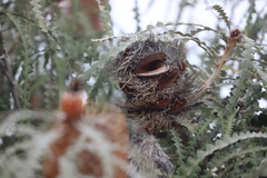 Banksia speciosa