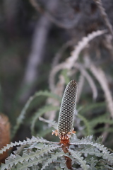Banksia speciosa