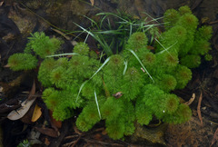 Limnophila brownii