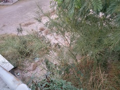 Parkinsonia aculeata