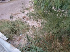 Parkinsonia aculeata