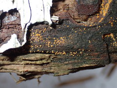 Arachnopeziza trabinelloides