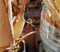 Argiope argentata