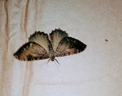 Lepidoptera