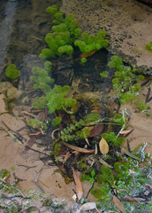 Limnophila brownii