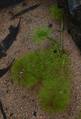 Limnophila brownii