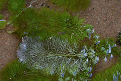 Limnophila brownii