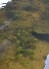 Limnophila brownii